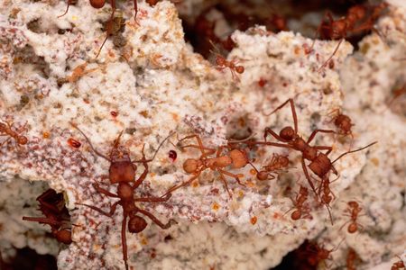 Leaf-cutter ants tending a fungus garden in Guadaloupe
