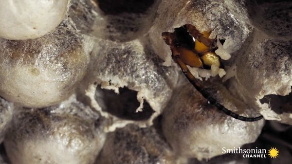 Preview thumbnail for Cameras Capture a Hornet Hatching Up-Close