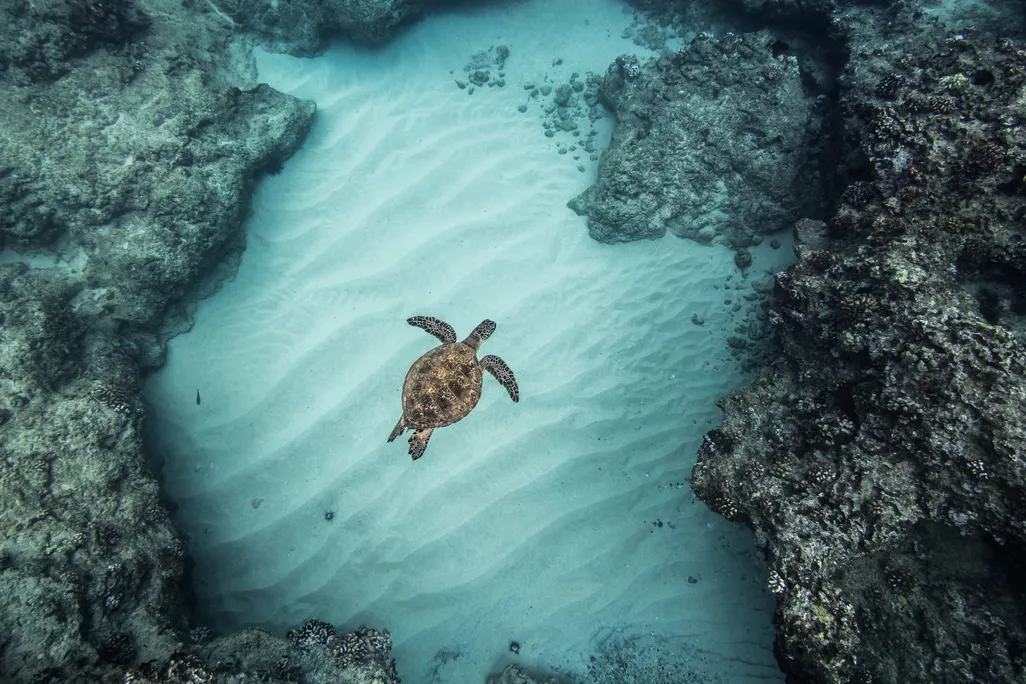 Turtle among coral reef