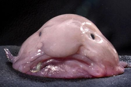 The endangered blobfish, once named world's ugliest animal, has leveraged its unusual looks to win the Internet's adoration. Can other less-traditionally appealing creatures do the same?
