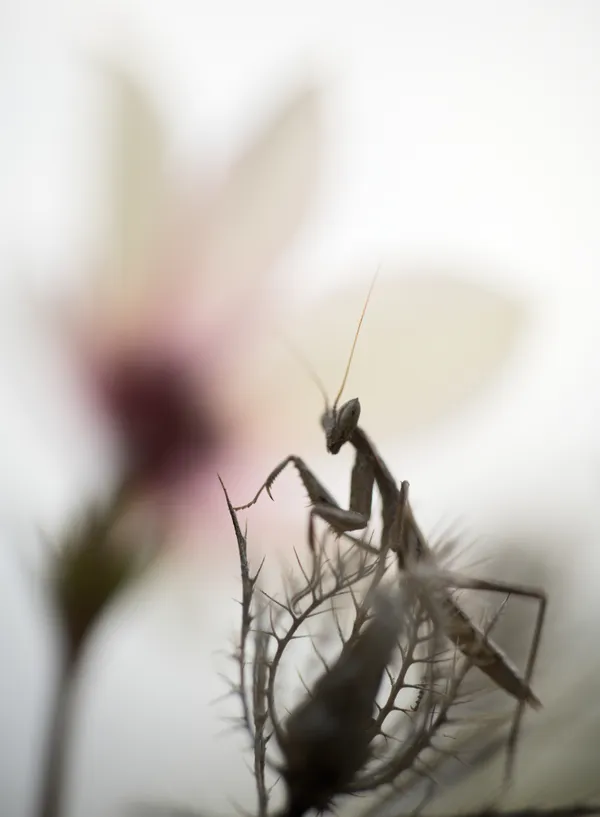 Flower and mantis thumbnail