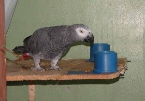 A parrot selects between canisters as part of the study.