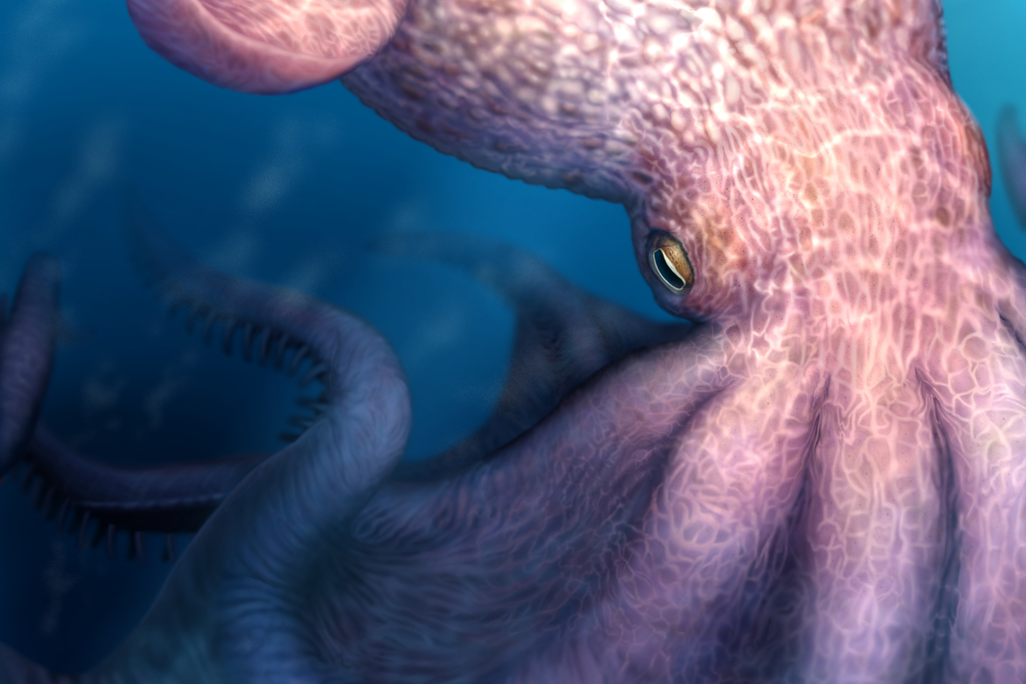 illustration of an octopus