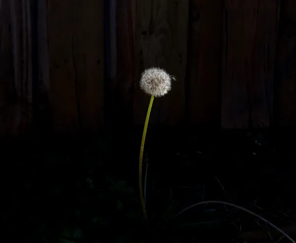 A Lone Dandelion thumbnail