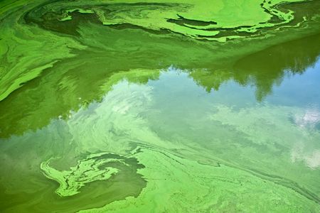 Cyanobacteria, sometimes known as blue-green algae, are single-celled organisms that use photosynthesis to produce food just like plants do.