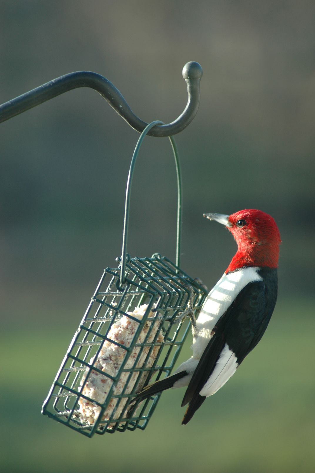 Red Headed Woodpecker At Feeder Smithsonian Photo Contest Smithsonian Magazine 