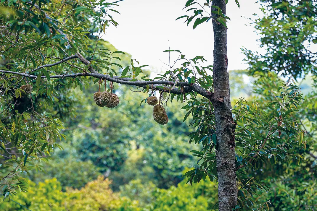 durian hanging from a tree branch