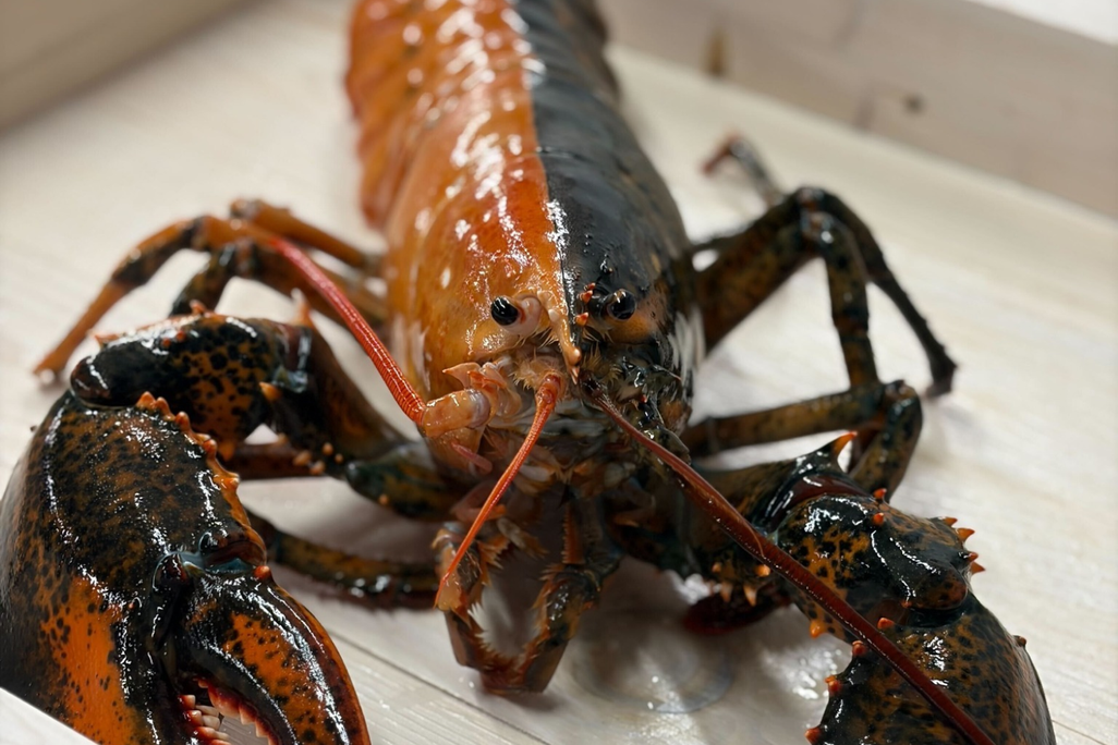 lobster with half of its body orange-red and the other half dark brown