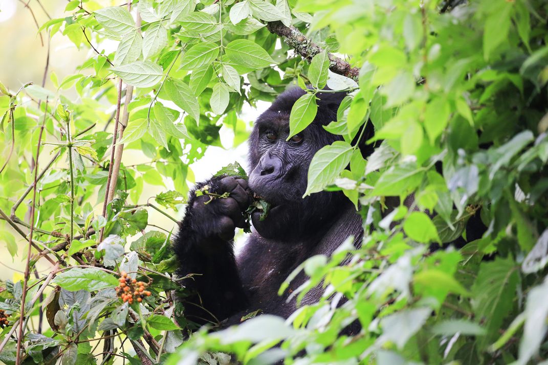 Mountain Gorilla