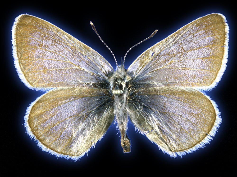 Xerces blue butterfly specimen
