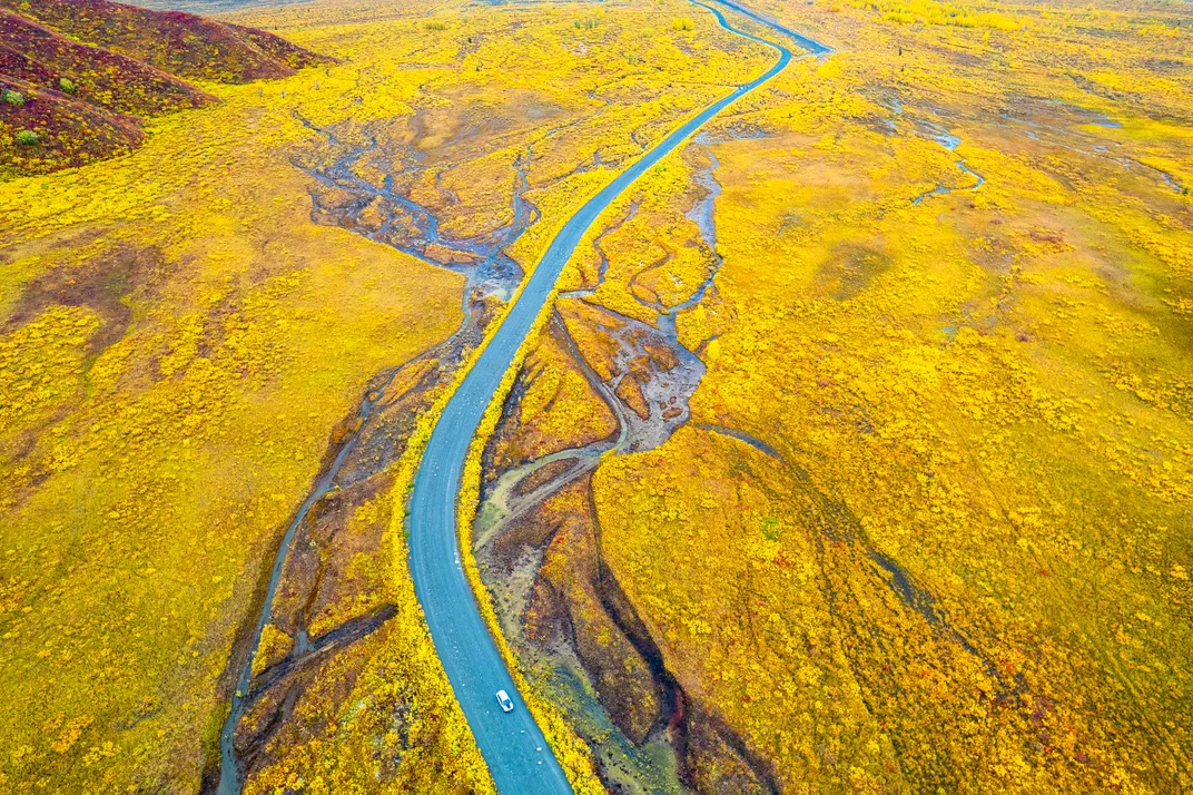 Fall has turned the foliage and flora along the Denali Highway a vibrant yellow.