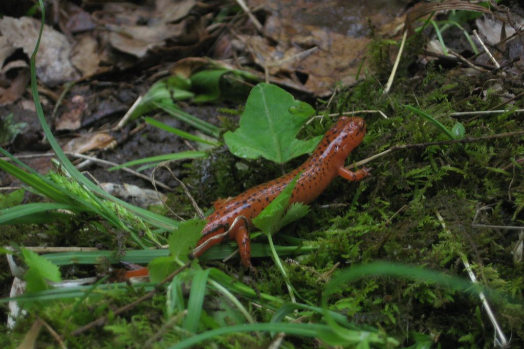 red_salamander.jpg