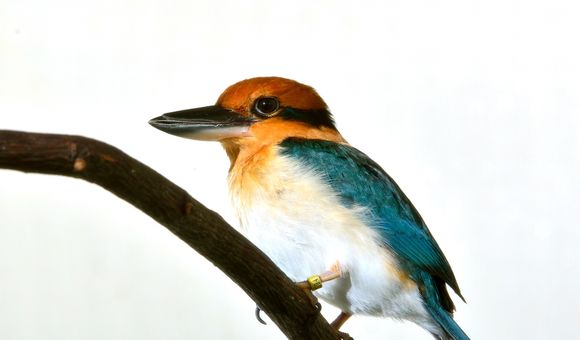 A female Guam kingfisher at the Smithsonian Conservation Biology Institute in 2012.