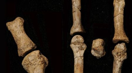 The eight bones of the new fossil foot discovered in Ethiopia. 
