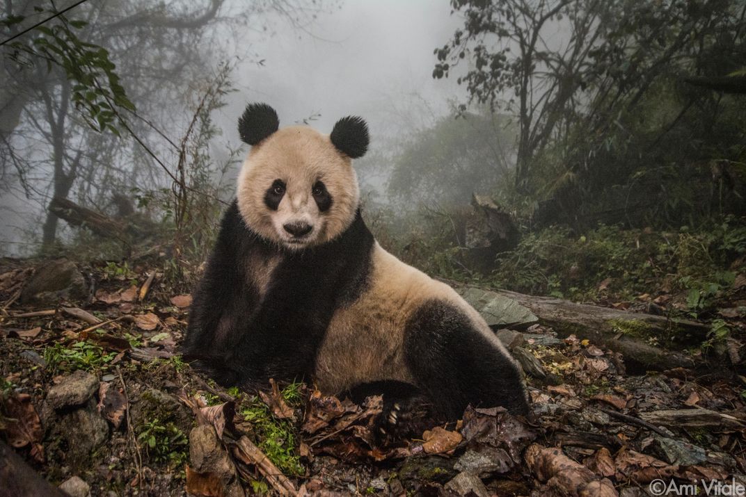 Panda bears down when Giants need him most