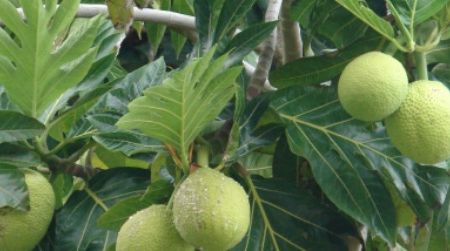 Starchy staple of the tropics, the breadfruit is often fried or baked and eaten like potatoes.