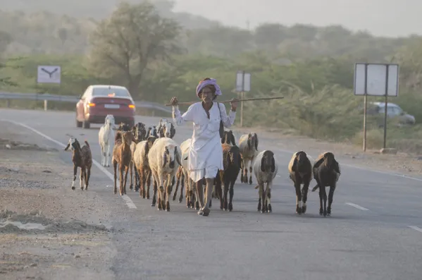 Herder's walk thumbnail