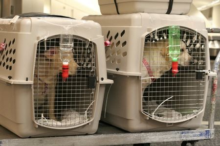 These dogs are crated and ready for departure on an international flight. They will be carried in the plane’s cargo hold, where dozens of animals die each year from heat and stress.