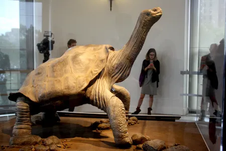 More than two years after his death, the tortoise Lonesome George has been stuffed and put on display in New York.