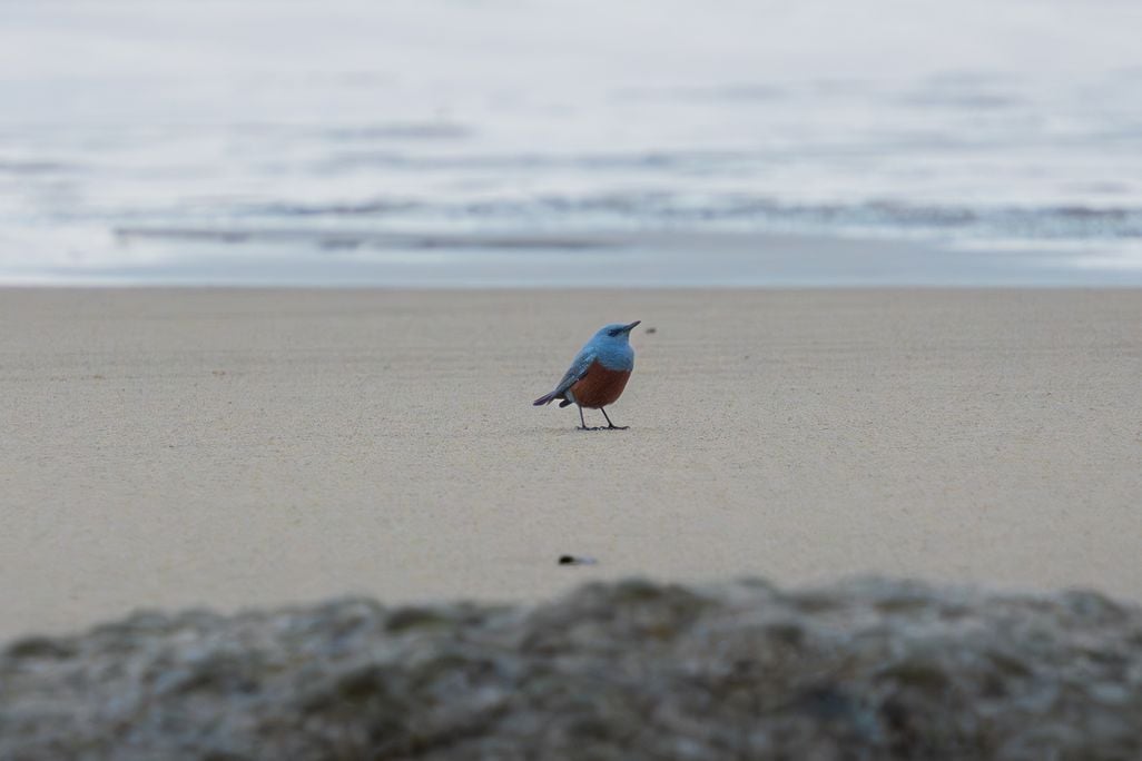 Blue bird on the sand