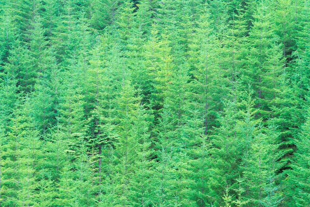 young douglas fir trees.jpg
