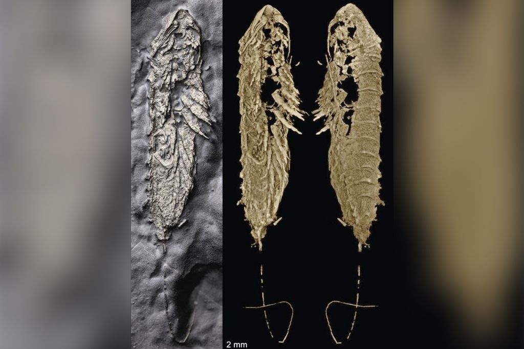 fossil and CT scans of an arthropod