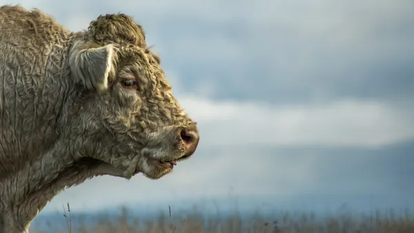 Horden White Bull thumbnail