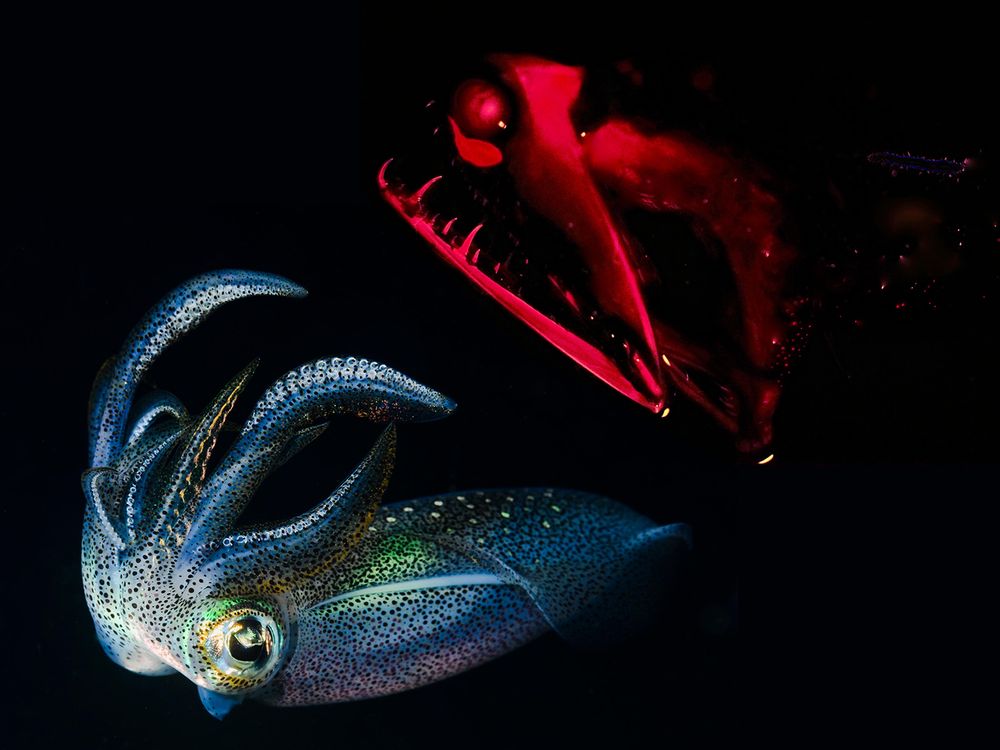 Why Bioluminescence Evolved to Be Red Light, and Blue