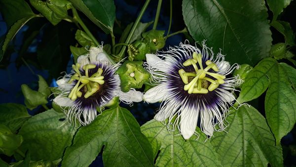 Passion Flowers in the Afternoon, The Bahamas thumbnail