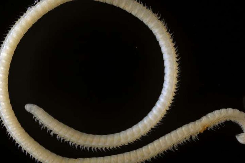 Millipede