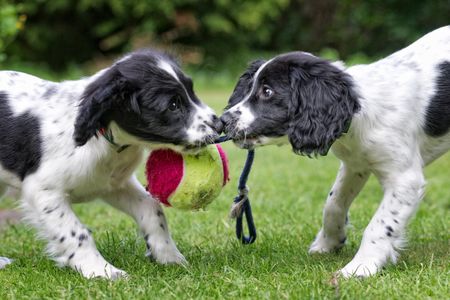 One wave of domestication or two? The debate rages on.