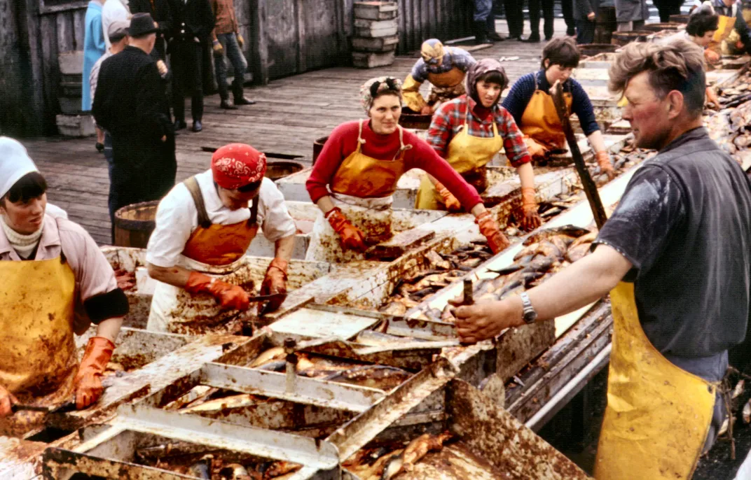 Color photograph of herring girls at work