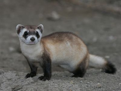 The black-footed ferret's tale of near-extinction is just one of  many stories of endangered animals. 