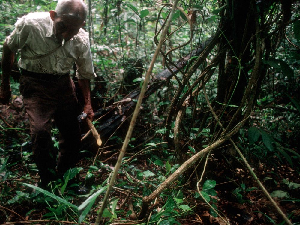 Ayahuasca