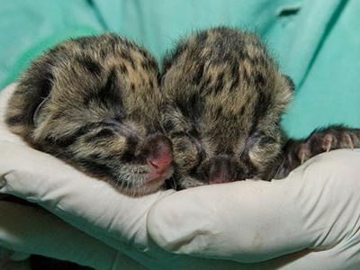 For the first time in 16 years, the Smithsonian’s National Zoo’s Conservation and Research Center celebrated the birth of clouded leopard cubs.