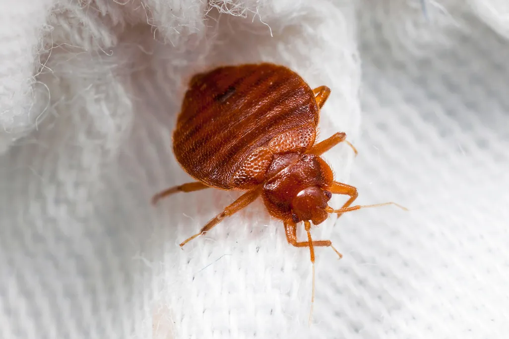 bedbug