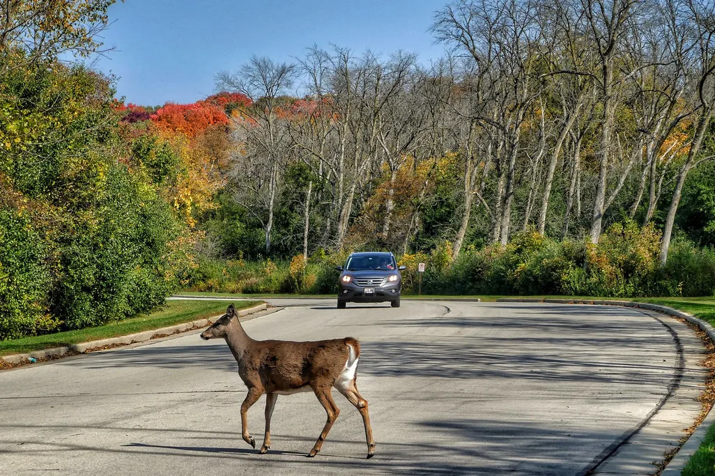 A photograph of a deer walking across the road while a car approaches