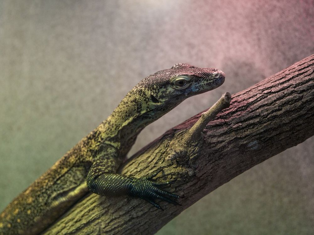 Reptile keepers are warming up to a new monitor lizard this winter, a young Komodo dragon named Onyx.