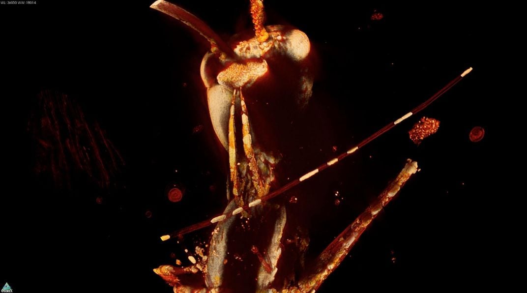 This Year in Ancient Amber: Prehistoric Feathers, Mushrooms, Lizards and More