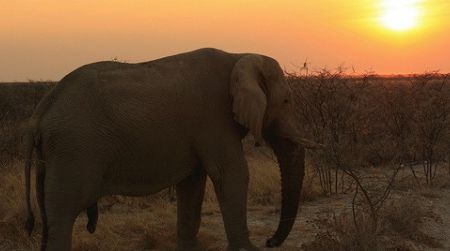 A male elephant at Etosha National Park in Namibia