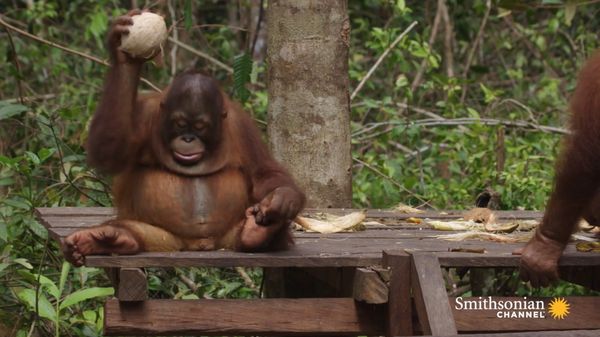 Preview thumbnail for Baby Orangutans Learn How to Crack Coconuts