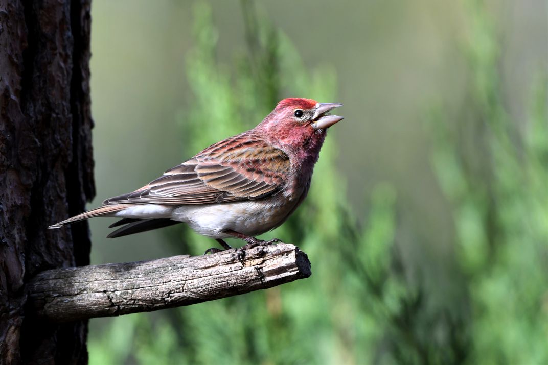 Simplicity of nature - Cassin's Finch on ponderosa pine in sunlight ...