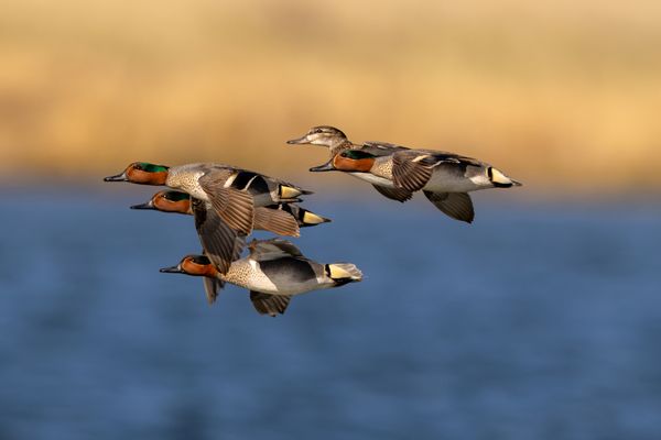 Teals Over the Lake thumbnail