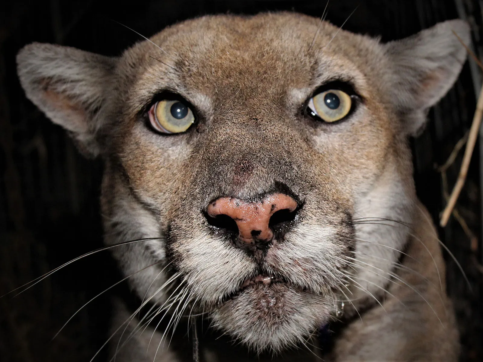 .'s Cougars Were Driven to Extremes by Wildfire | Science| Smithsonian  Magazine