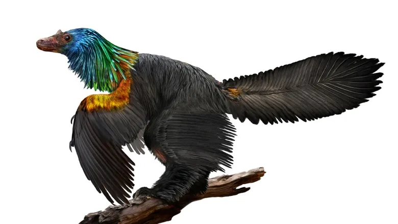 Newly Discovered Dino Had a Rainbow of Shiny Feathers, Smart News