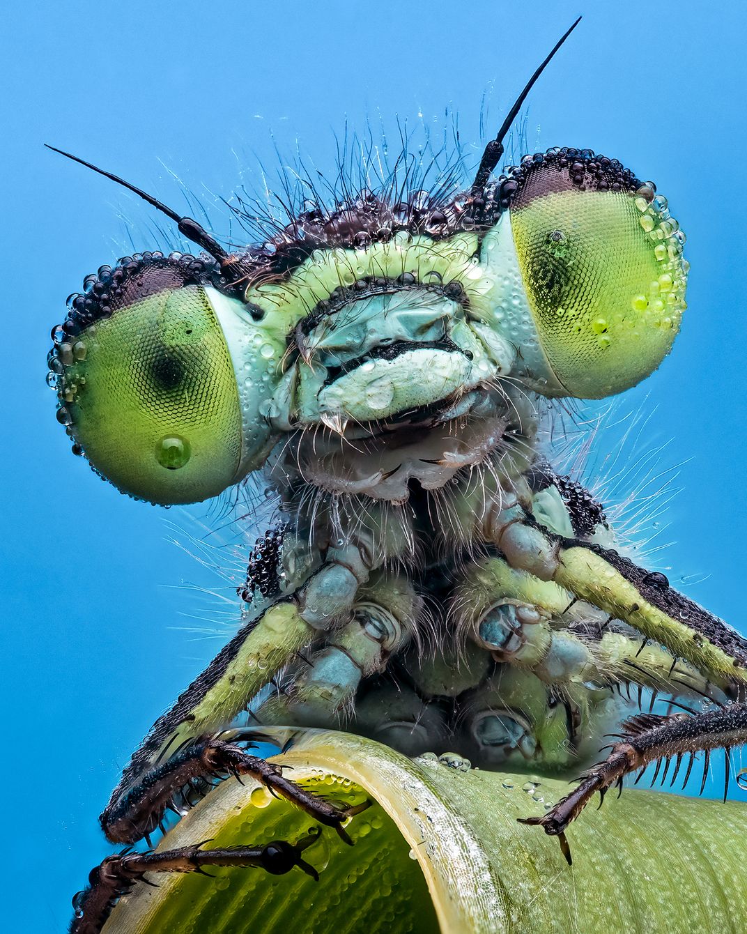 close-up of the face and front legs of a dragonfly-like creature, its compound eyes black and green and its body blue; it sits on a leaf against a blue background