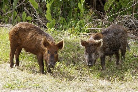 Wild pigs lack natural predators in much of the United States.