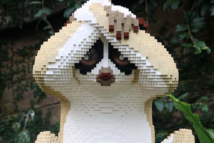 slow loris sean kenney-header.jpg