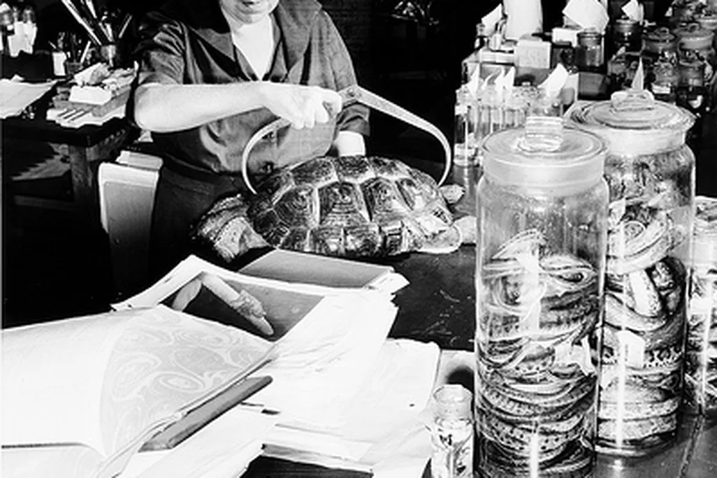 20110520104049doriscochran.jpg