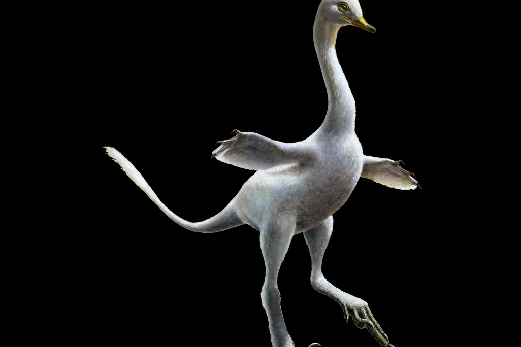 dino duck